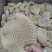 牛肚金钱肚8成熟金钱肚无碱发可卤可煮