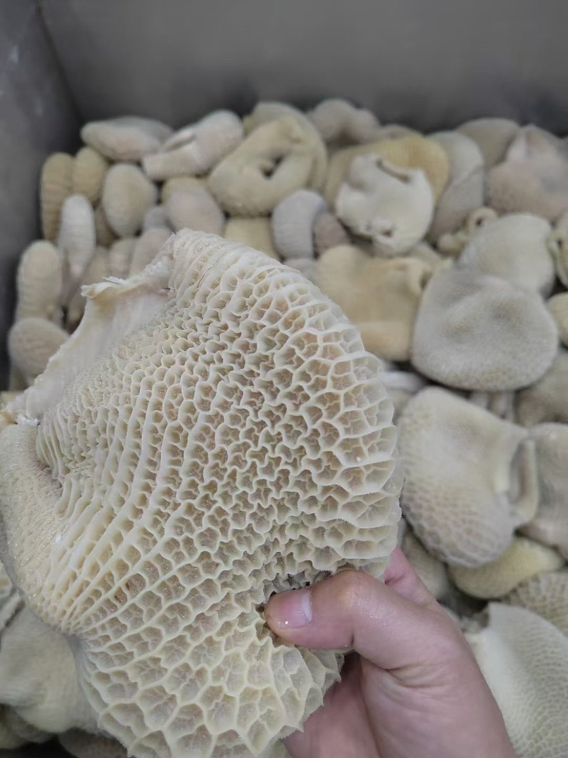 牛肚金钱肚8成熟金钱肚无碱发可卤可煮