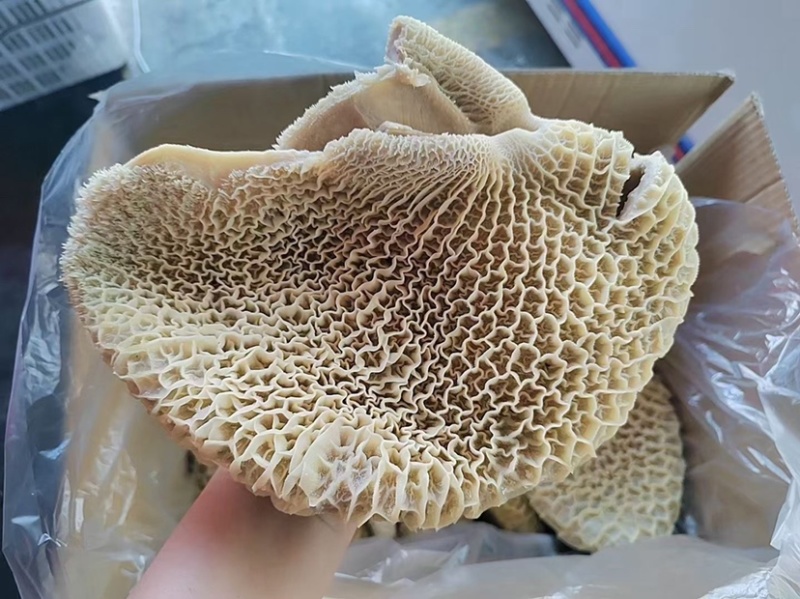 牛肚金钱肚8成熟金钱肚无碱发可卤可煮