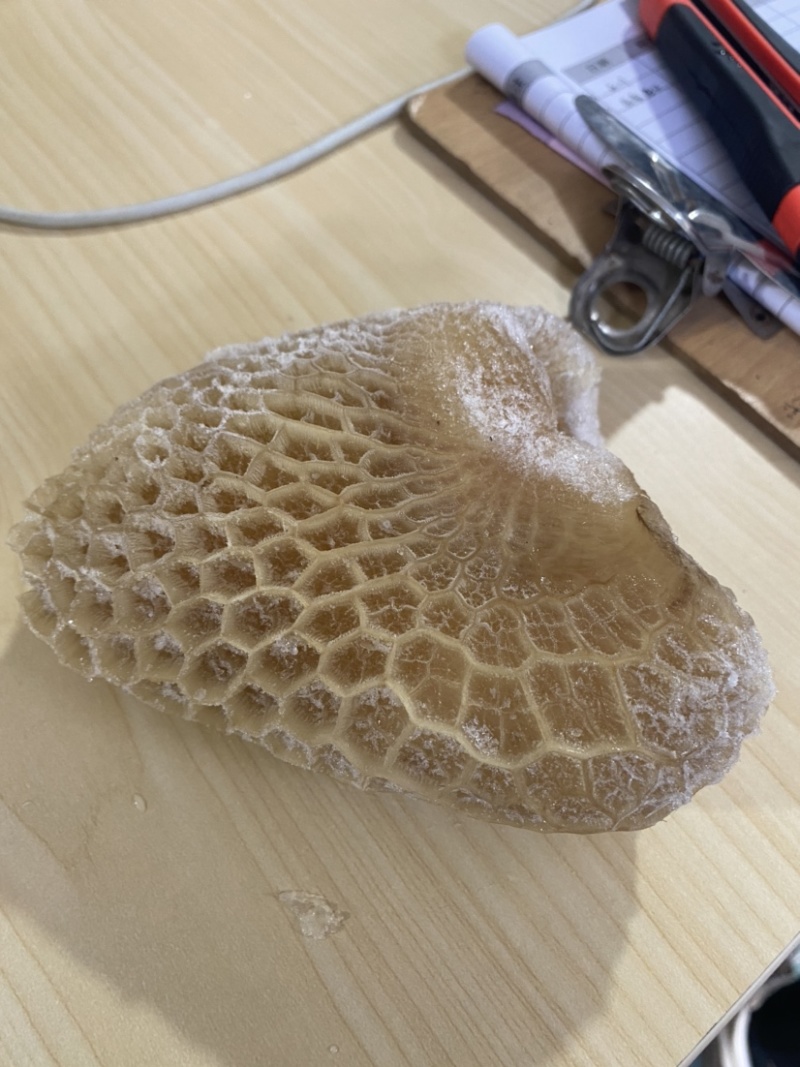 牛肚金钱肚8成熟金钱肚无碱发可卤可煮