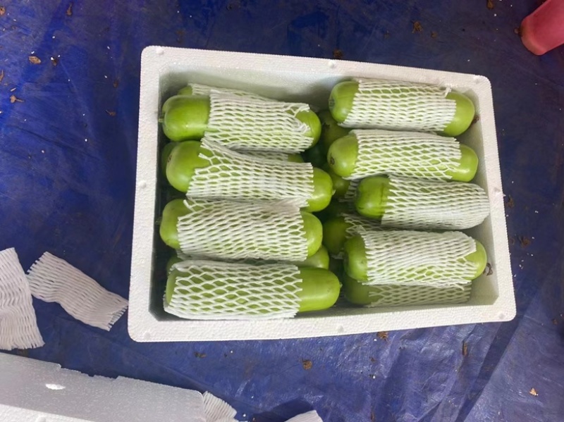 【精品】广东蒲瓜大量上市，质量保证，欢迎选购！