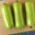 【精品】广东蒲瓜大量上市，质量保证，欢迎选购！