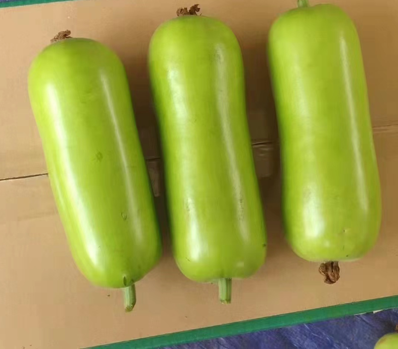 【精品】广东蒲瓜大量上市，质量保证，欢迎选购！