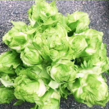 四川广汉大心、小心儿菜，无开花，抽苔，红头，空心。