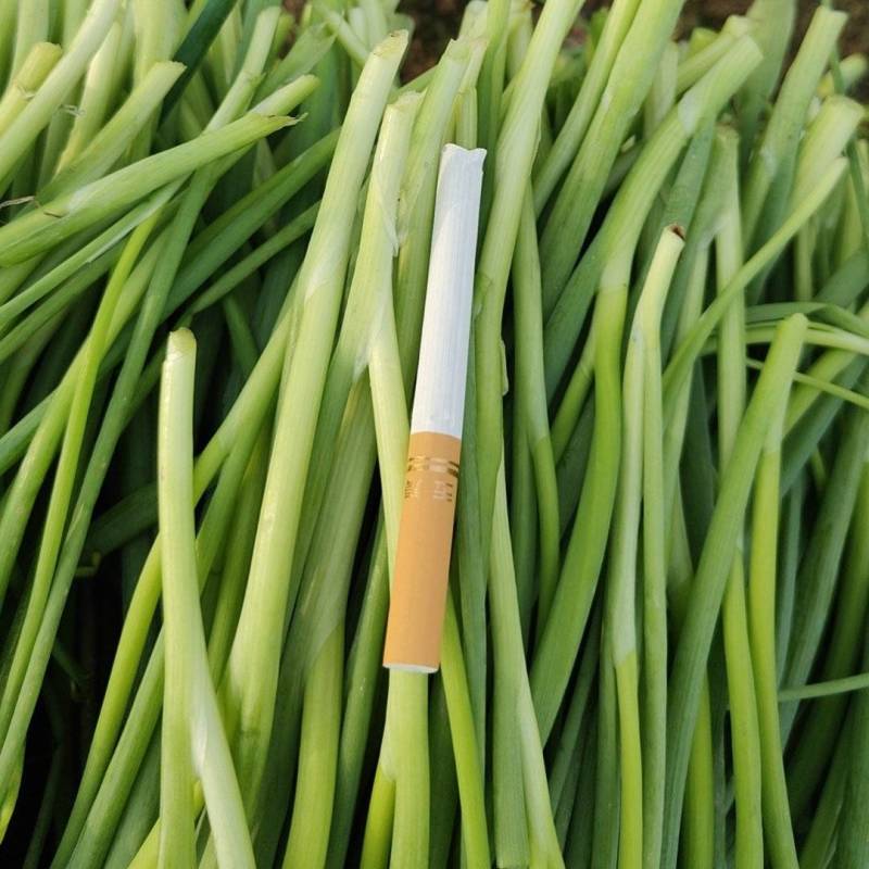 大家好河南汝州纸坊蔬菜种植基地现有小葱白亩正在大量上市