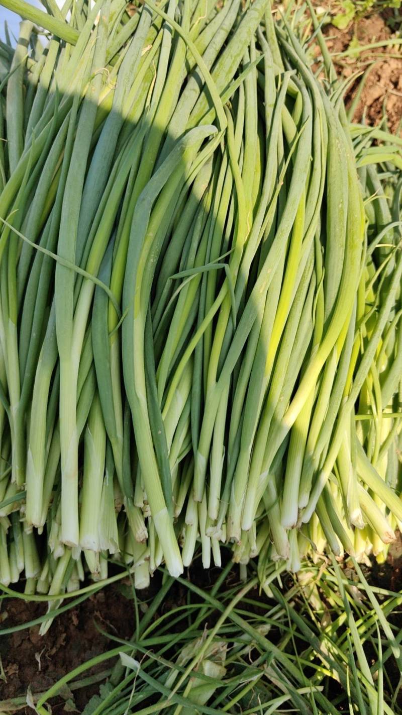 大家好河南汝州纸坊蔬菜种植基地现有小葱白亩正在大量上市