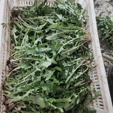蒲公英基地，婆婆丁鲜菜现挖现发，量大优惠，需要的客商联系