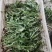蒲公英基地，婆婆丁鲜菜现挖现发，量大优惠，需要的客商联系