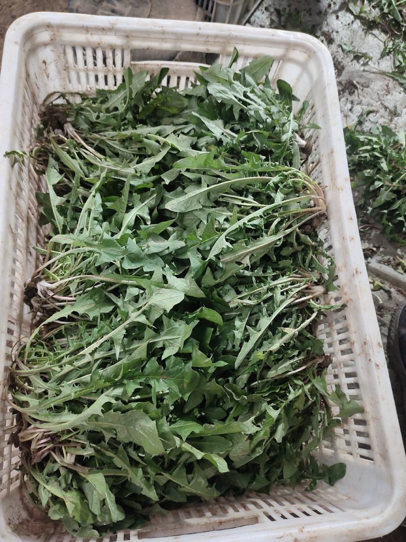 蒲公英基地，婆婆丁鲜菜现挖现发，量大优惠，需要的客商联系
