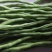专业电商货到精品无筋豆偏豆小金豆白豆大量上市需要的老板随