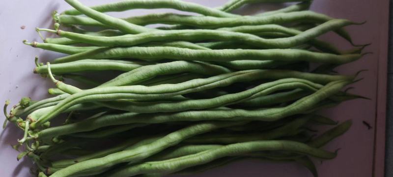 专业电商货到精品无筋豆偏豆小金豆白豆大量上市需要的老板随