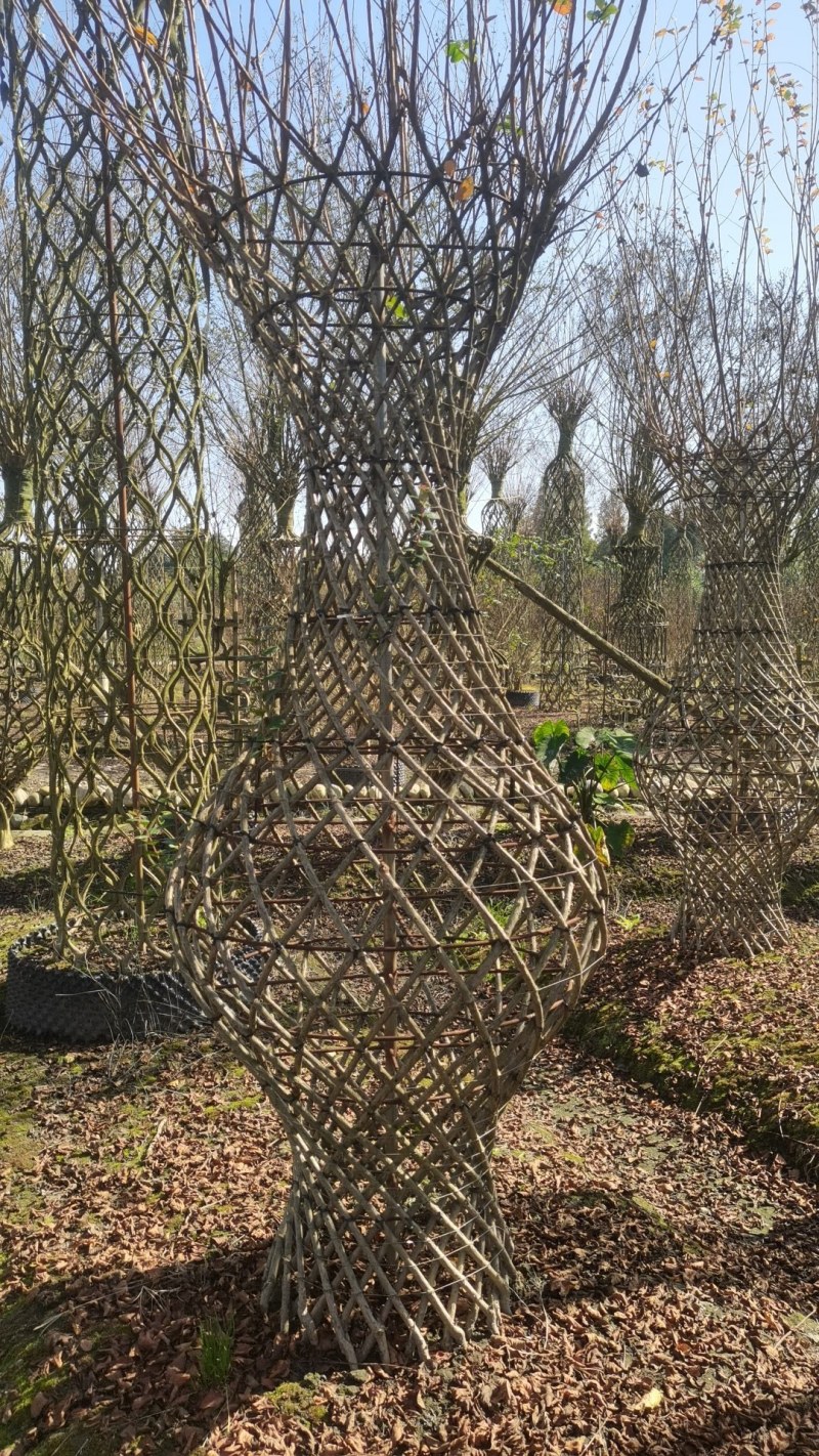基地大量供应，紫薇造型，柱状造形，花瓶造型等，货源丰富