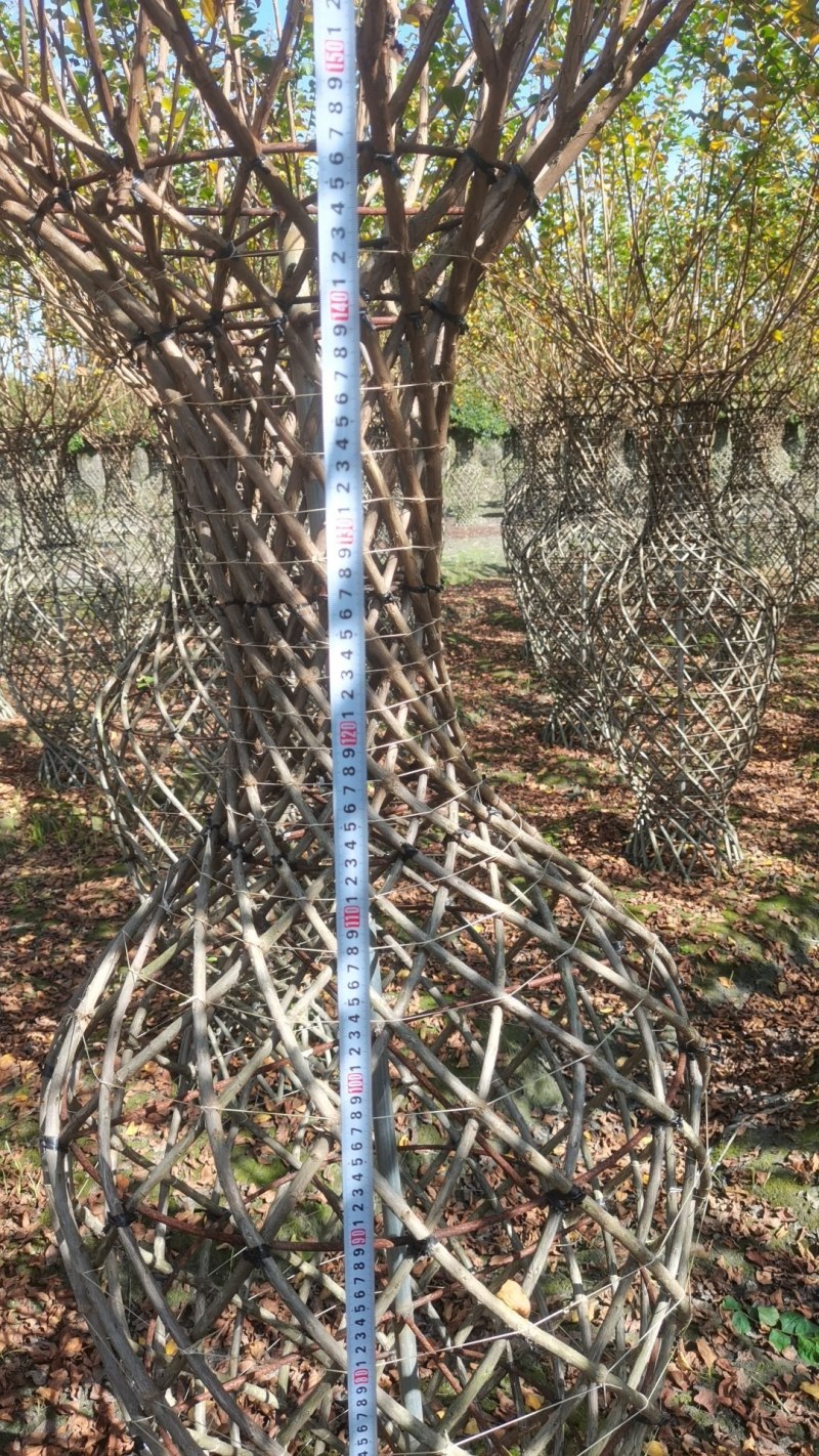 基地大量供应，紫薇造型，柱状造形，花瓶造型等，货源丰富