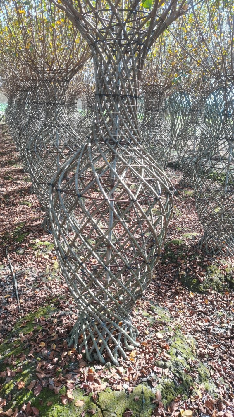 基地大量供应，紫薇造型，柱状造形，花瓶造型等，货源丰富