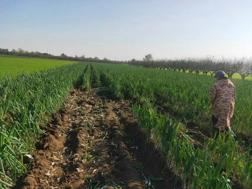 临泉大葱采收现场