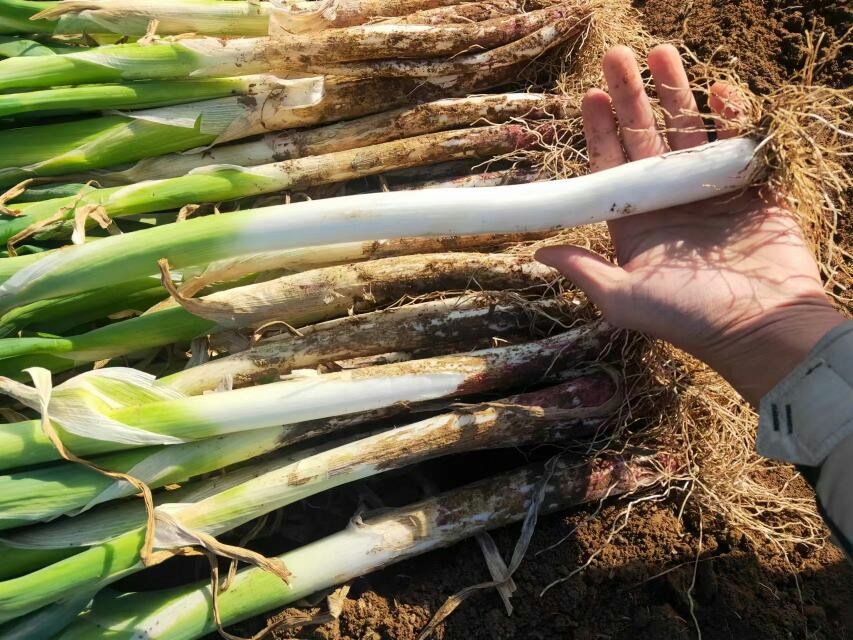 山东铁杆葱产地分布图