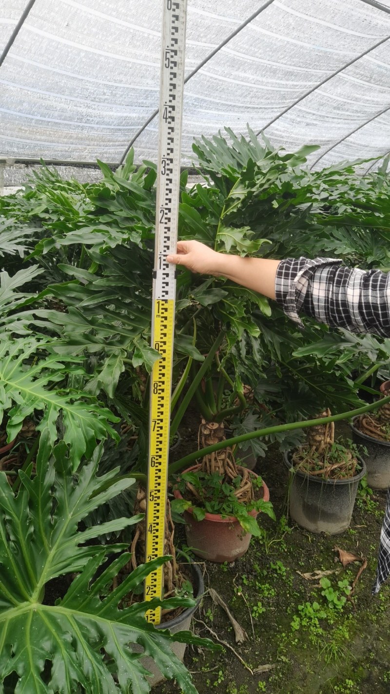 春羽出售