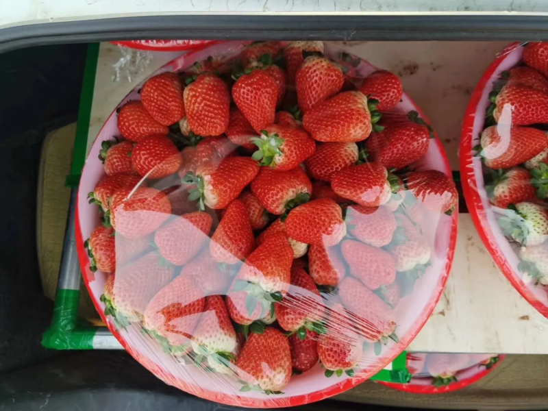 贾汪区草莓奶油草莓妙香宁玉规格品种齐全按需加工