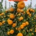 南丰蜜橘口感好精品小叶橘可视频看货量大从优