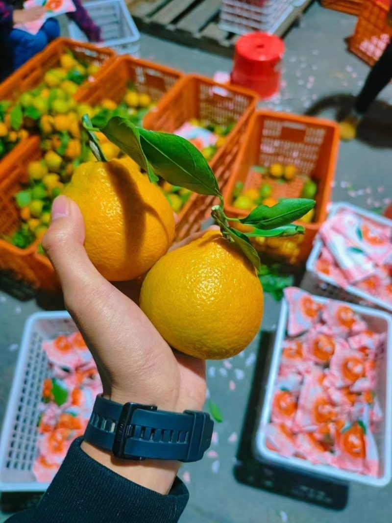 不知火丑橘，丑八怪，耙耙柑，春见一手货源量大从优
