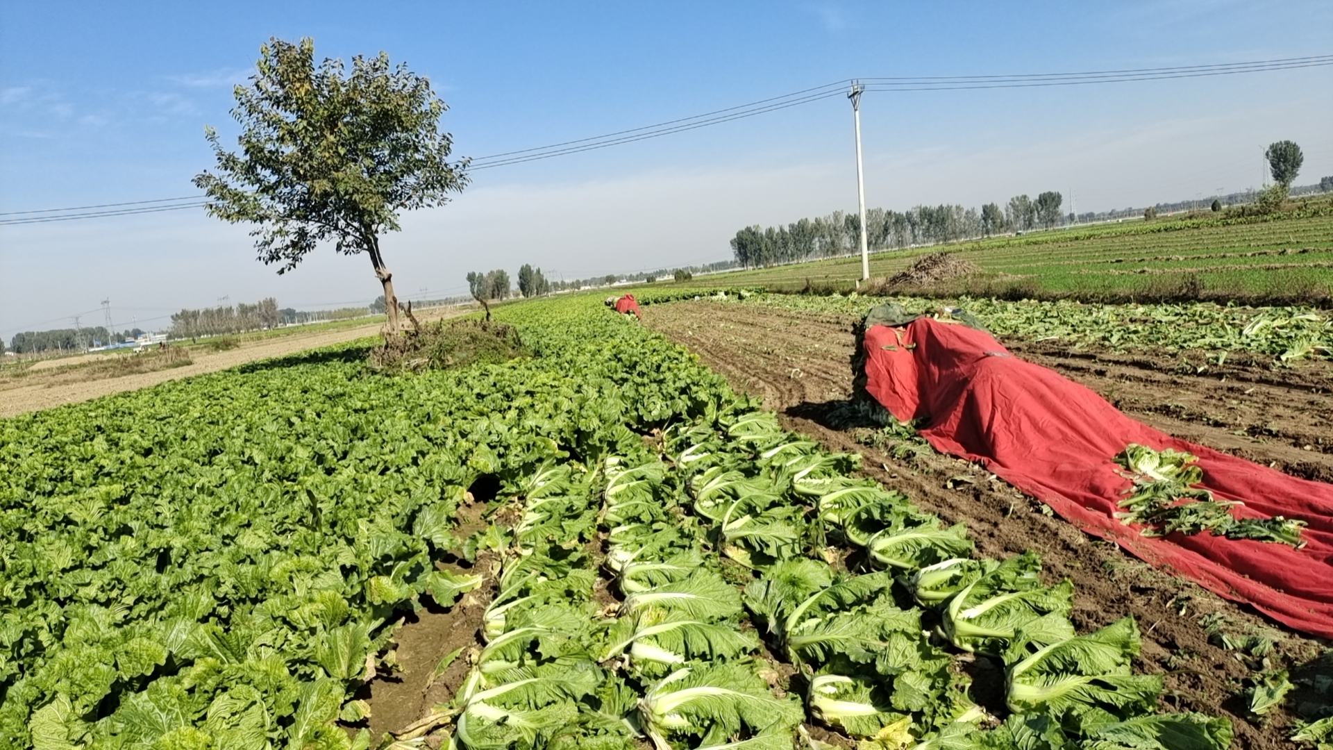 采收后的白菜堆放在田边，准备装车运输