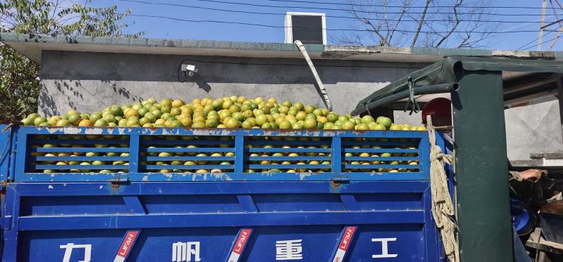 冰糖橙