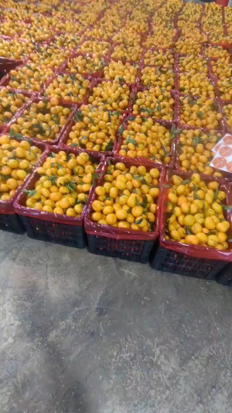 桂林棉桔臭皮柑高山种植入口化渣甜度高，个头均匀，产地直发