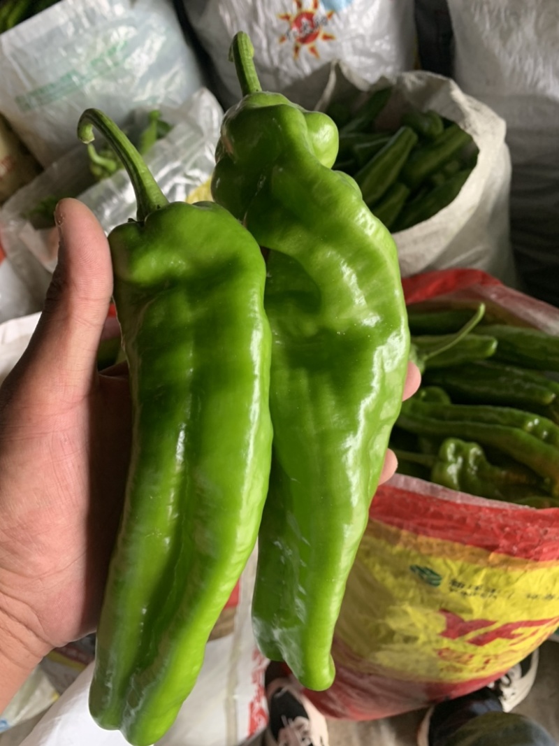 精品301龙椒螺丝椒线椒大量供应产地直发