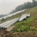 新钢管大棚土地出租