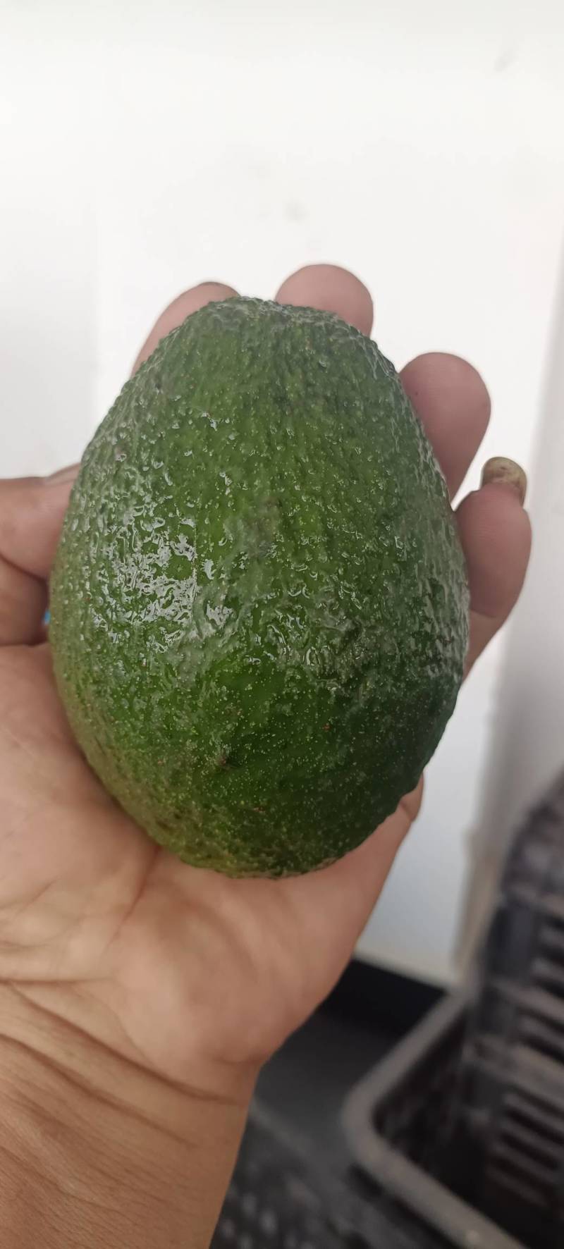 哈斯牛油果