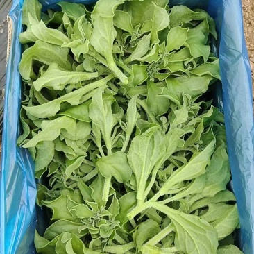 冰草上市了，叶嫩肉厚现摘现发品质保证全国发货