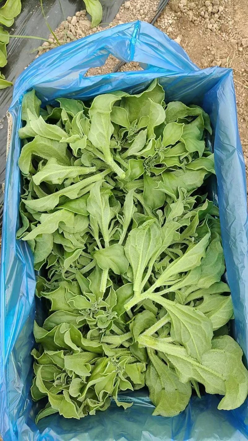 冰草上市了，叶嫩肉厚现摘现发品质保证全国发货