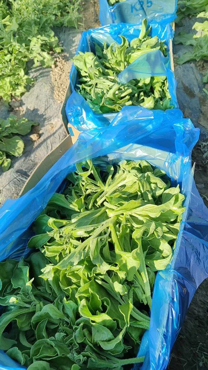 冰草上市了，叶嫩肉厚现摘现发品质保证全国发货