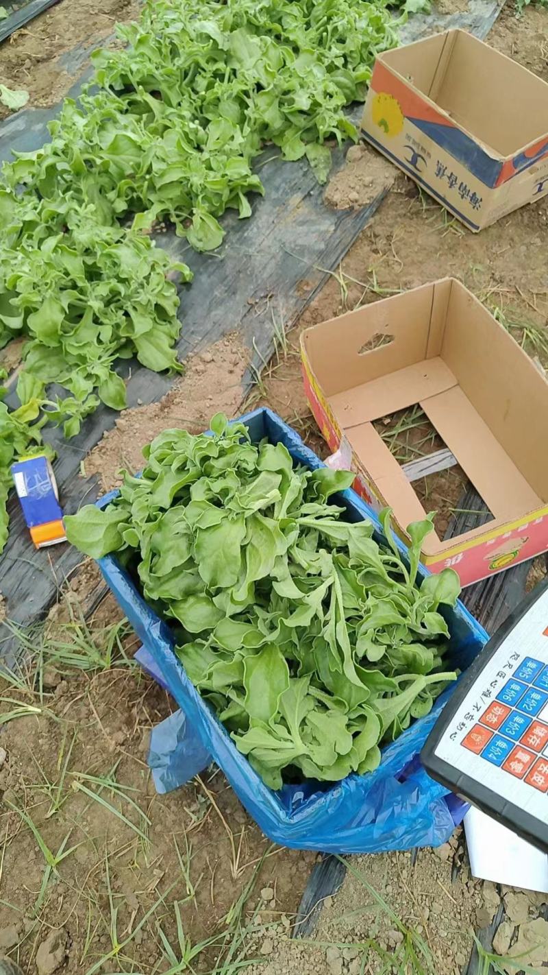 冰草上市了，叶嫩肉厚现摘现发品质保证全国发货