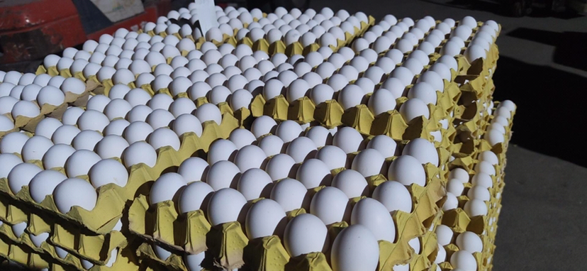 鸡蛋在冰箱中整齐存放的场景 鸡蛋储存环境示意图