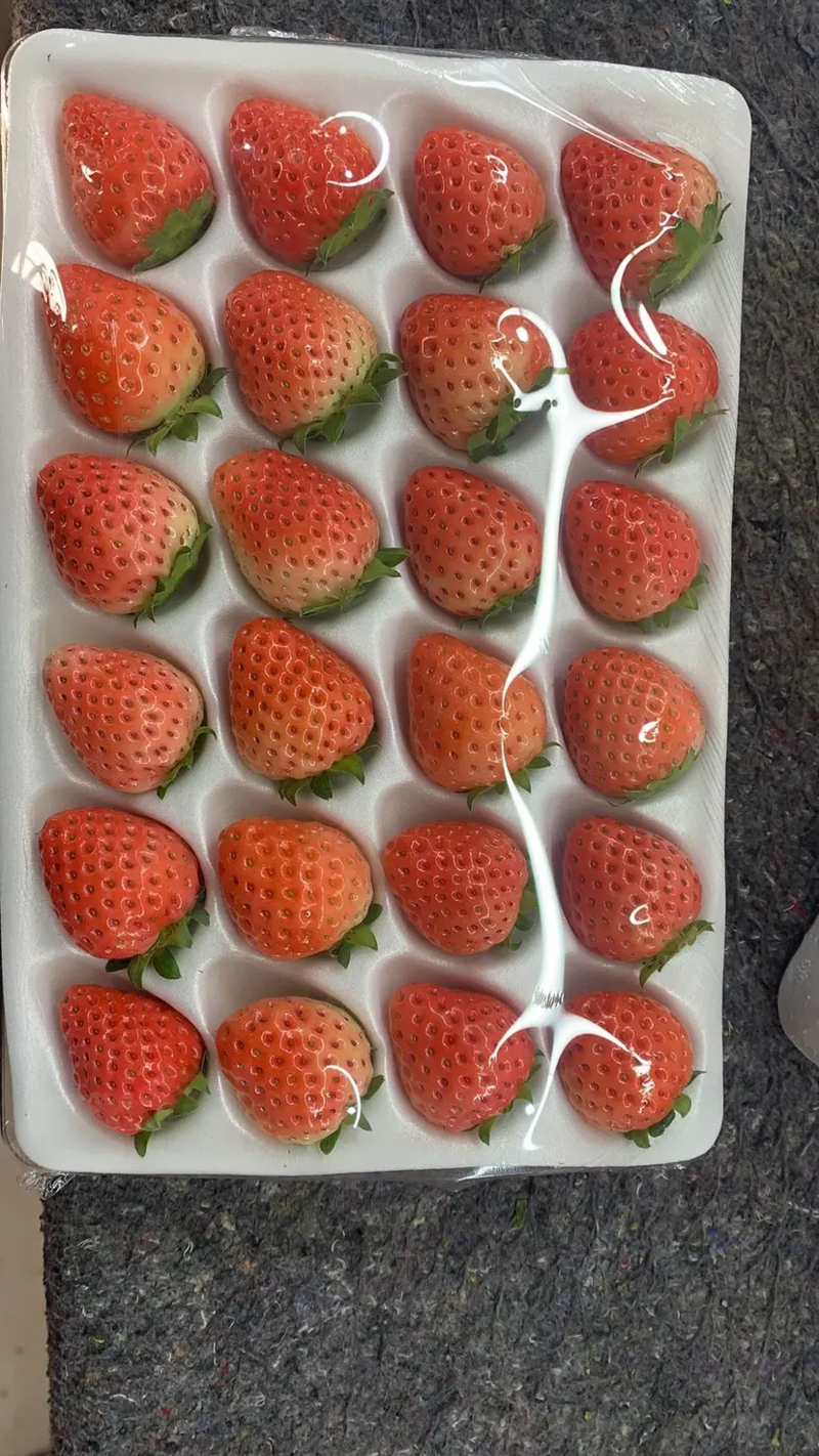 草莓江苏徐州宁玉草莓基地代收代发代加工一手货源品种齐