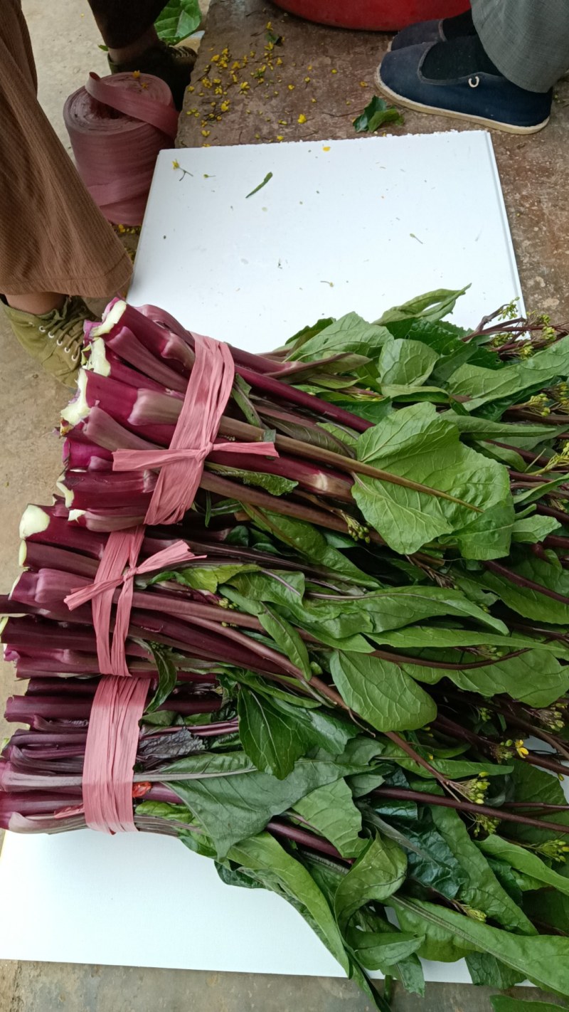 贵州高原露天精品红菜苔大量供应新鲜采摘对接全国市场