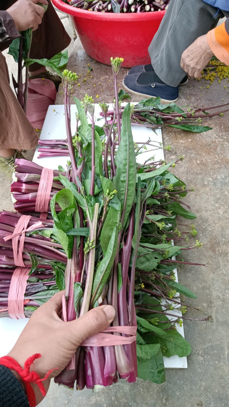 贵州高原露天精品红菜苔大量供应新鲜采摘对接全国市场
