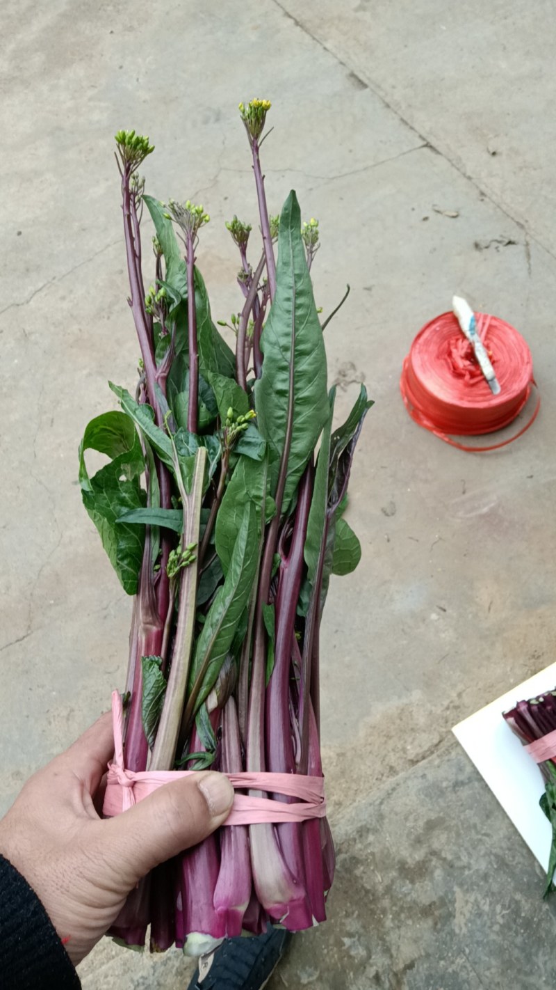 贵州高原露天精品红菜苔大量供应新鲜采摘对接全国市场