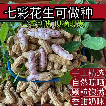 2026年七彩鲜黑花生，
