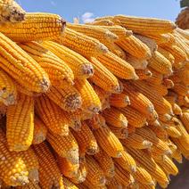 玉米，玉米干颗粒，黄玉米，云南玉米，大量供应
