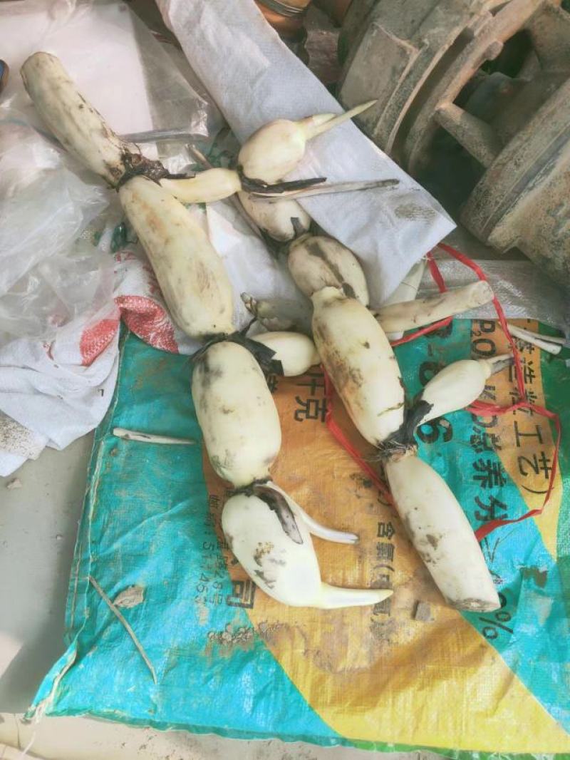 黄河滩莲藕口感酥脆代发全国