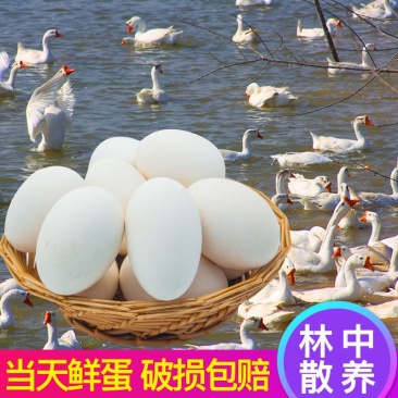 树林散鲜土鹅蛋大鹅蛋新鲜蛋新鲜