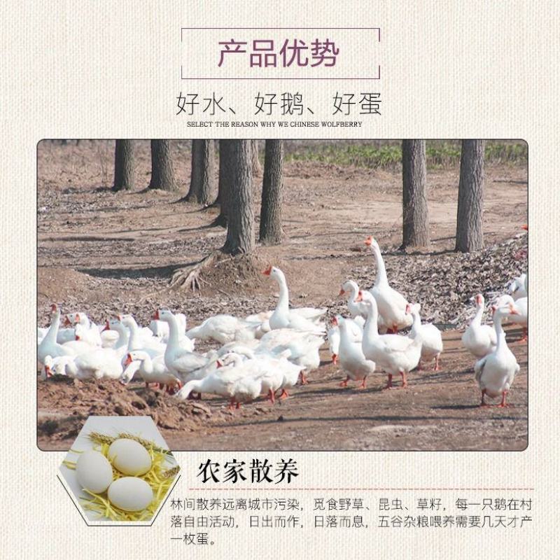 树林散鲜土鹅蛋大鹅蛋新鲜蛋新鲜