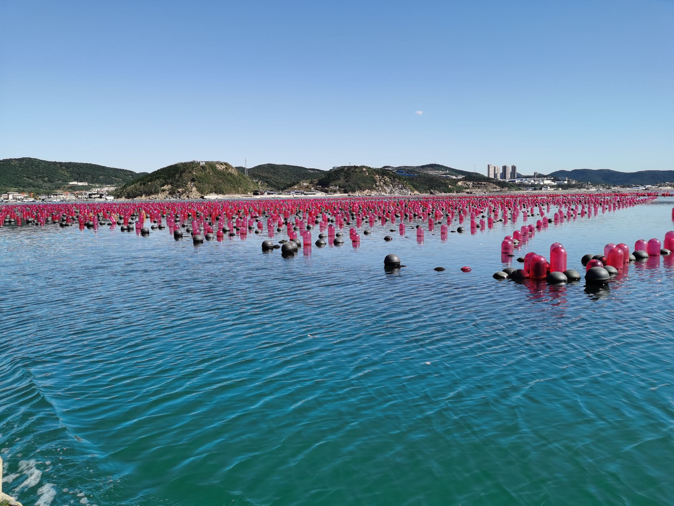 太平洋牡蛎在海水中生长的场景