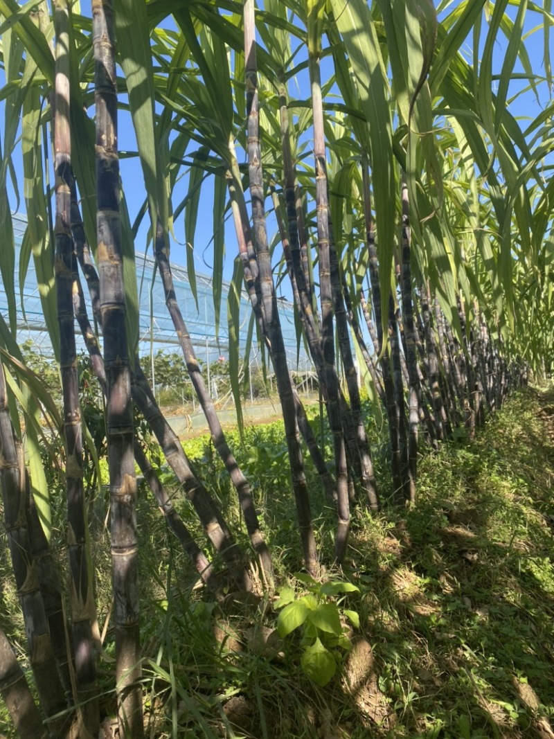 本地甘蔗，先买先挖，新鲜包甜，欢迎购买