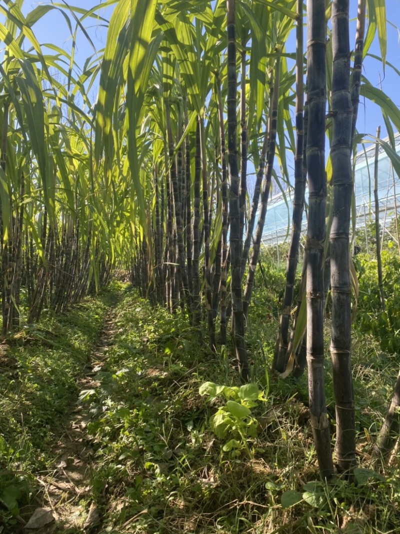 本地甘蔗，先买先挖，新鲜包甜，欢迎购买