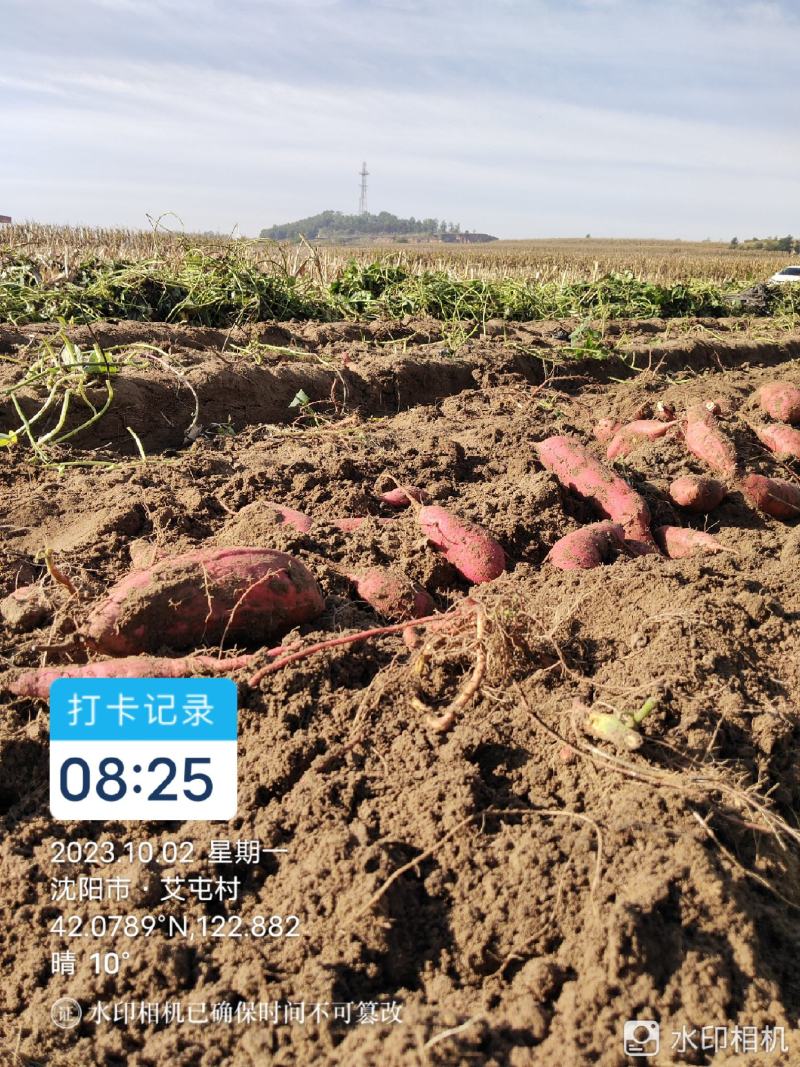 艾新浓高台子镇艾屯村山坡地瓜