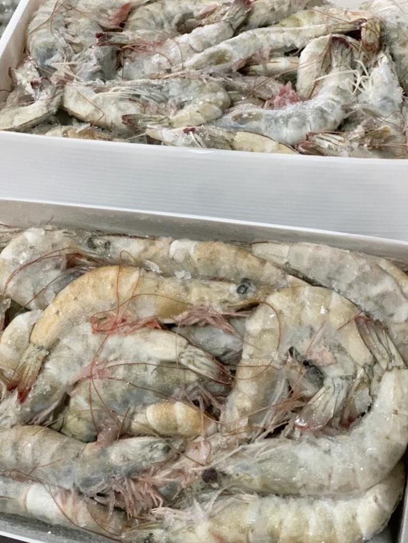 【包邮】青岛直发大虾对虾，鲜活海鲜24小时内发货