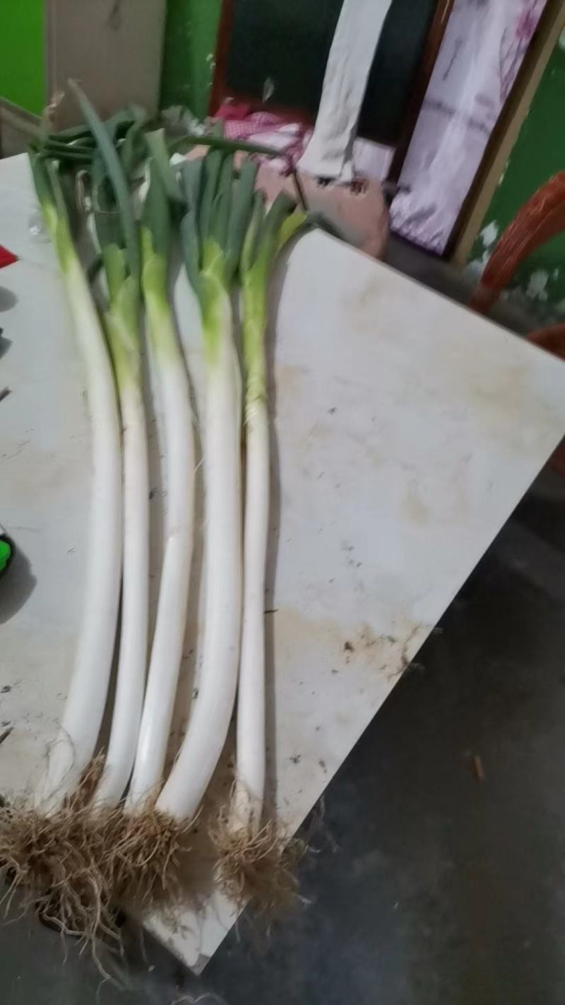 陕西省渭南市合阳县长白大葱，